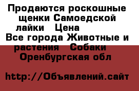 Продаются роскошные щенки Самоедской лайки › Цена ­ 40 000 - Все города Животные и растения » Собаки   . Оренбургская обл.